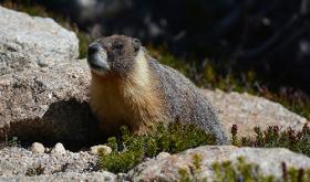 Yellow-bellied_marmot