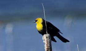 yellow-headed-blackbird